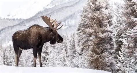 The Wabanaki (3): Winter&nbsp;hunts